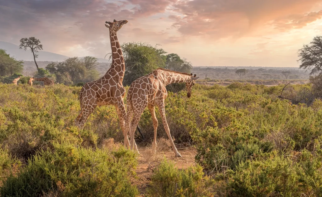 Panduan Liburan ke Kenya