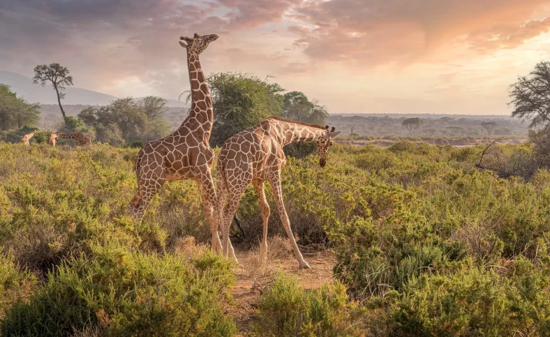 Panduan Liburan ke Kenya