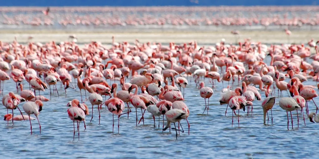 Taman Nasional Danau Nakuru