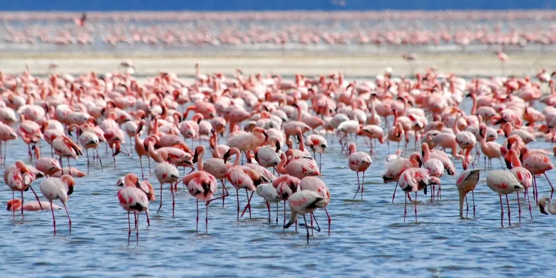 Taman Nasional Danau Nakuru
